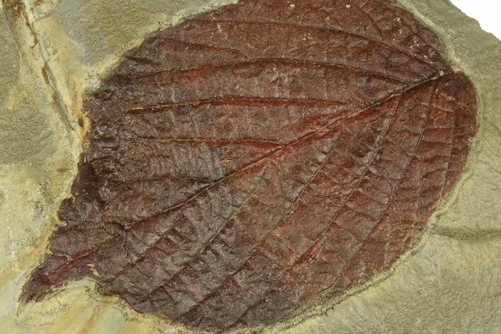 Detailed Fossil Leaf (Celtis) - Montana #269316